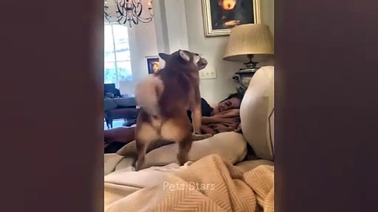 #ytshortsindia morsomt haha #comedys #babs #comedyshorts #cuteanimals #ytshortsindia​​​ #cutebaby #comdy #comedys #babs #comedyshorts #cuteanimalsytshortsindia #ytshortsindia 有趣哈哈 #cutebaby #comdycomedys #ba# Comedysho90