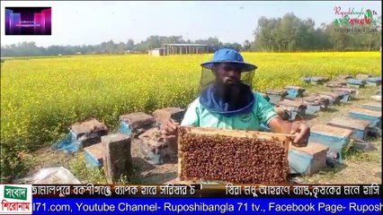 জামালপুরে বকসীগঞ্চে সরিষার বাম্পার ফলন মৌচাষিরা মধু সংগ্রহে ব্যাস্ত