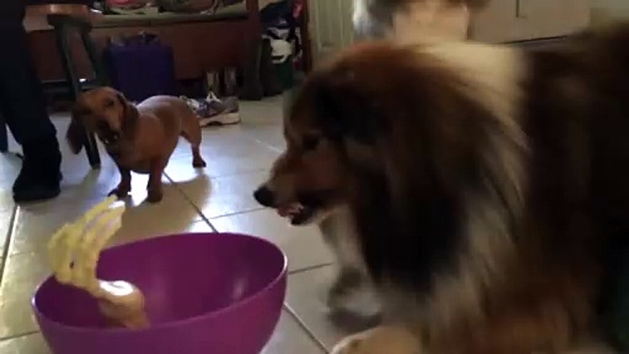 FUNNY Dogs Scared of Halloween Compilation ★ Funny Babies and Pets