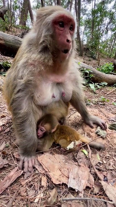 Baby monkey cute animals 71