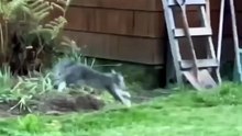 Funny animals 2023 - Funniest Cats and Dogs Video201 #shorts