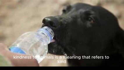 Animal Welfare: New Protections for Food & Shelter 🐾 - thumbnail