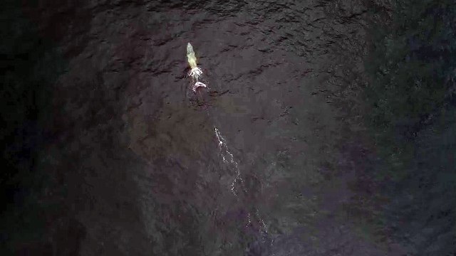 A whale entangled in fishing gear off the South Coast | December 31, 2023 | Illawarra Mercury