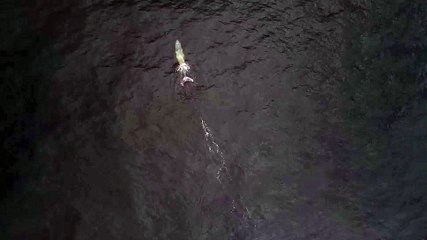A whale entangled in fishing gear off the South Coast | December 31, 2023 | Illawarra Mercury