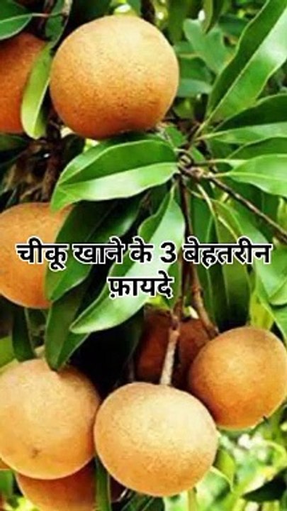 चीकू खाने के 3 बेहतरीन फ़ायदे #health