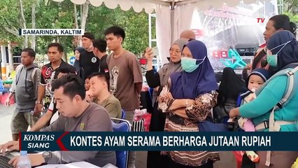 80 Peserta dari Berbagai Daerah Ikuti Lomba Kontes Ayam Serama Seharga Jutaan Rupiah!