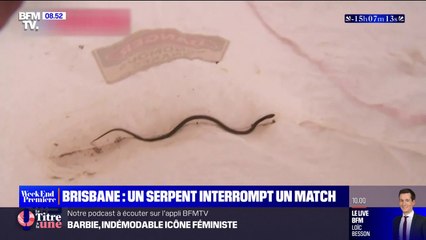 Tennis: un match de qualification du tournoi de Brisbane interrompu par un serpent venimeux