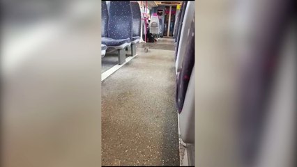 Cheeky squirrel hops on train and takes seat next to passengers