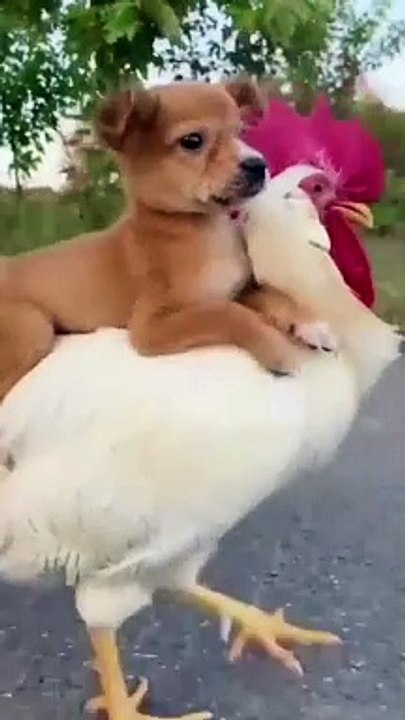 Best Funny Animals Of 2022  Try Not To Laugh   #catlover #goodvibes #fyp #fypシ #funnymoments #petlover #cats #dogs #trending #viral #funnyanimal