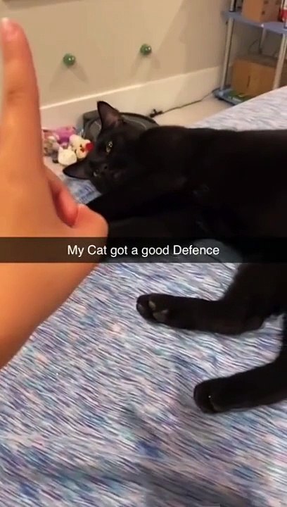 cute kitty #cat #cute #pit #funny #meme #adorable #sweet #lovable #gorgeous #explore #instagram #reels #tiktok #tiktok #viral #short #shorts #black #blackcat #pet #pets #petsoftiktok #loveyou