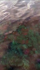 Invasione di meduse a Portoferraio