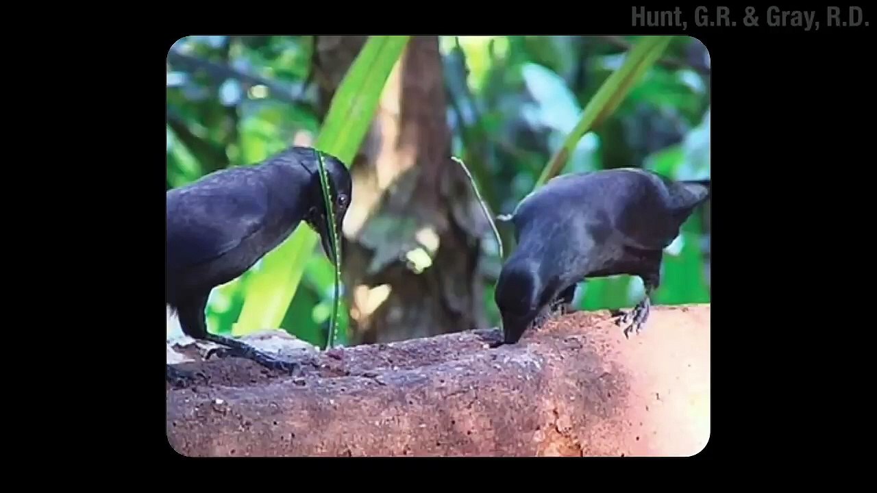 True Facts_ Crows That Hunt With Sticks