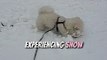 Adorable Bichon Frise's Snow Wonderland Adventure! || Heartsome 