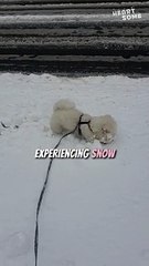 Adorable Bichon Frise's Snow Wonderland Adventure! || Heartsome 