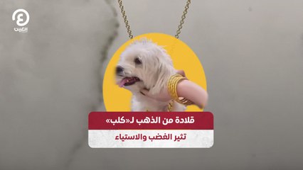قلادة من الذهب لـ«كلب» تثير الغضب والاستياء