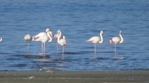 Flamingoların uğrak noktası Van Gölü havzası