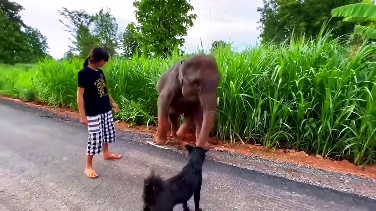 37 Animals That Asked People for Help & Kindness !