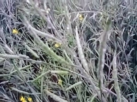 कोटा में कोल्ड डे : घना कोहरा, बादल व सर्द हवा से बढ़ी ठिठुरन