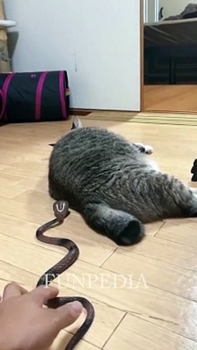 I Surprise My Cat｜ Try Not To Laugh Impossible ｜ Funny Dogs & Cats ｜ Best Funny Animal Videos2023