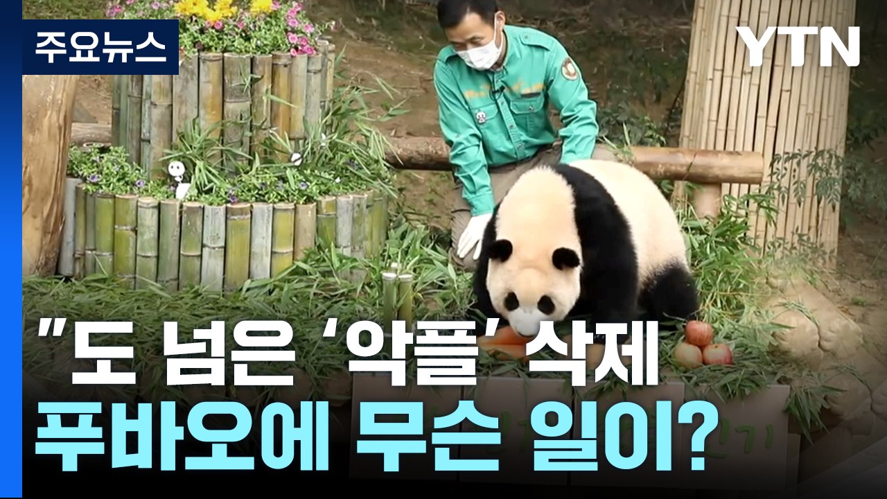 "도 넘은 '강바오 악플' 삭제"...푸바오 가족에 무슨 일이? [앵커리포트] / YTN