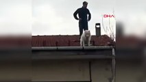 4 Katlı binanın çatısına çıkan köpek, sahibi gelince indi
