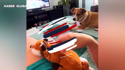 Sahibini kıskandığı anlar viral oldu: ''Köpek gibi kıskanmak'' terimi karşılık buldu