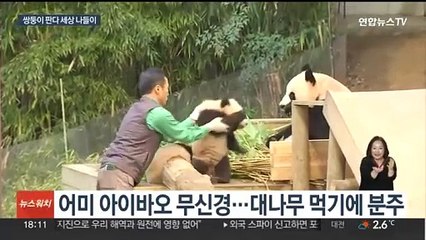 '폭풍 성장' 쌍둥이 판다 자매…생후 6개월 만에 첫 공개