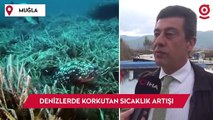 Denizlerde korkutan sıcaklık artışı