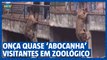 Onça quase ‘abocanha’ visitantes em zoológico de Brasília