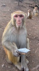 Absolute pleasure to be part of monkeys kingdom!