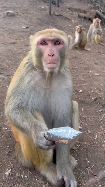 Absolute pleasure to be part of monkeys kingdom!