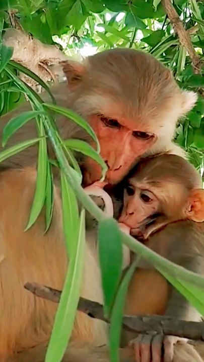 Cute Baby Mankey Video, Bandar Shorts,, Mankey Short Video, Mankey Video, Honuman Shorts #Animalslover#Animals