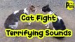 Cat Fight – Terrifying Sounds