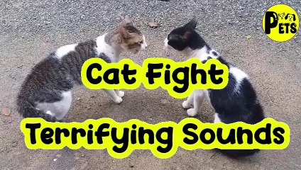 Cat Fight – Terrifying Sounds