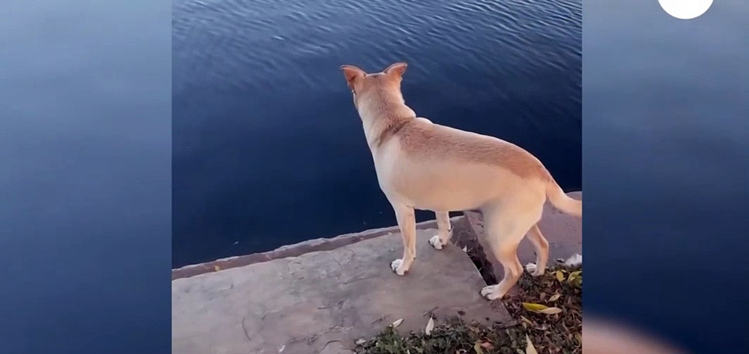 Dog saw something in the water