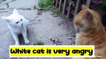 The white cat is very angry