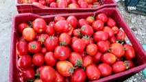 كاميرا TeN ترصد موسم تجفيف الطماطم: الإنتاج مبشر بالخير