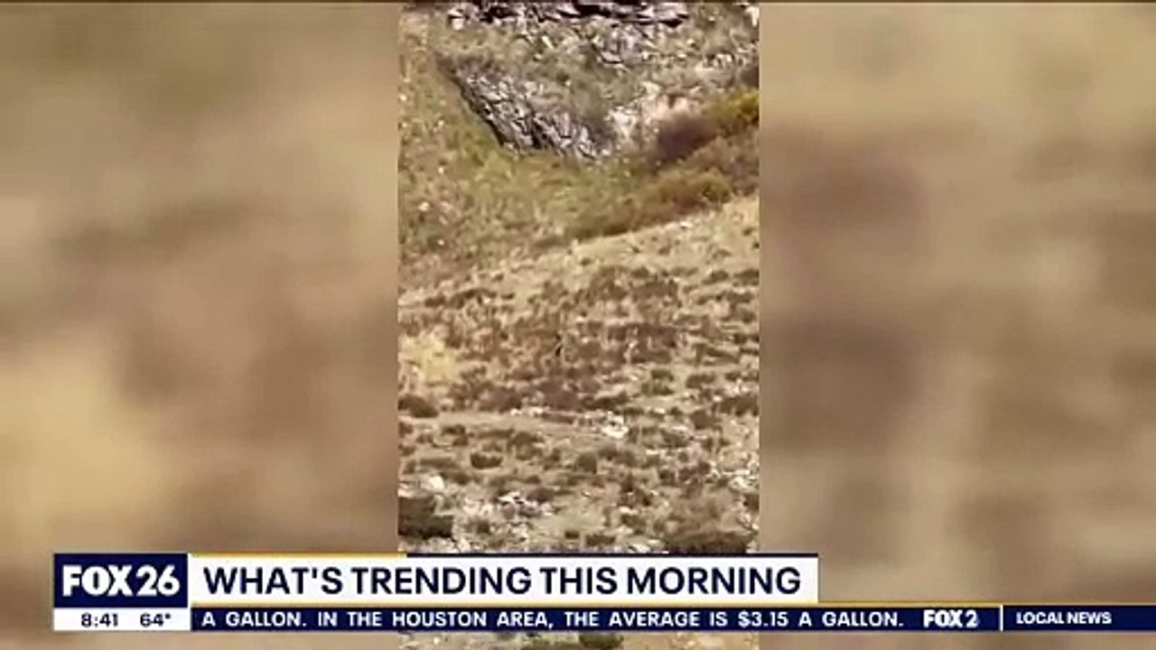Colorado train passengers stumble upon bigfoot-like creature