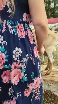 Milking Goat #homestead #simpleliving #farmlife #dairygoats #goats #slowliving #homesteading