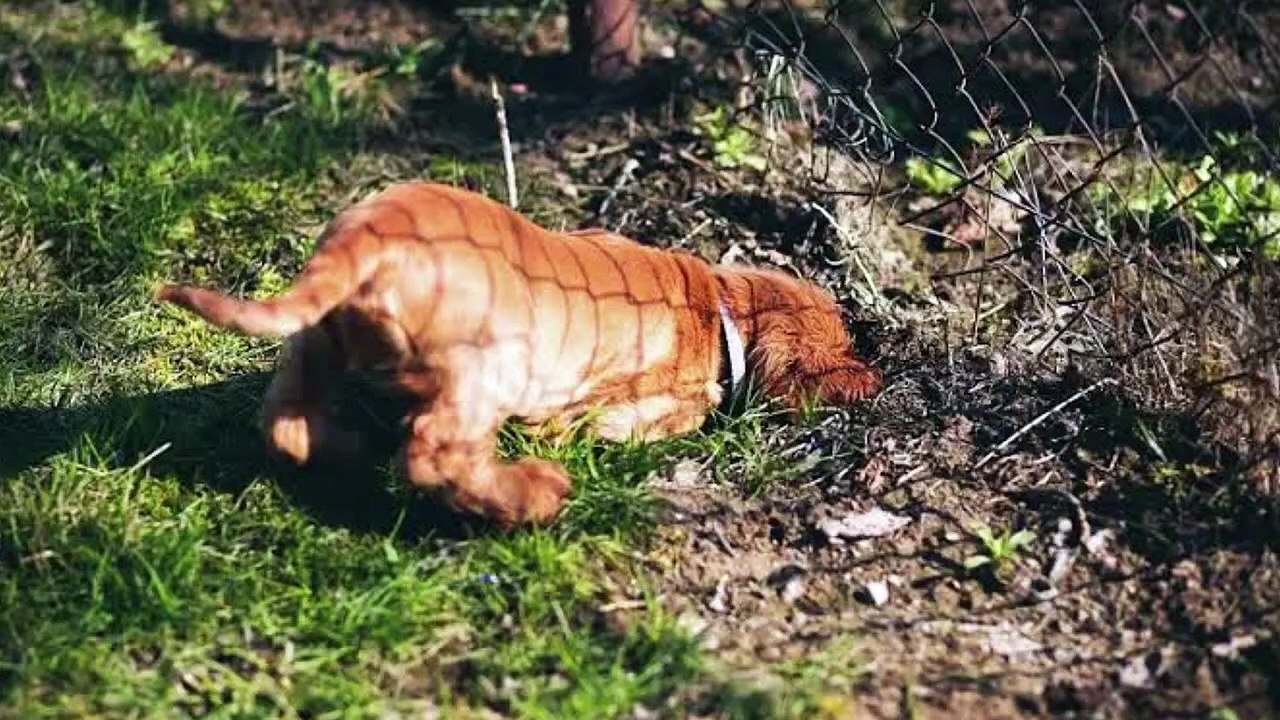 اگر اچانک آپکی گاڑی کے سامنے کوئی جانور آجائے اور آپکی سپیڈ زیادہ ہو تو کیا کرنا چاہئیے؟