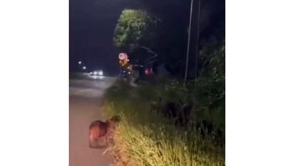Vídeo mostra 'família' de capivaras em beira de rodovia do PR