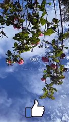 Allah Pak Jannat mein uske liye Mahal banaa dega