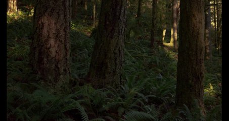The Forest | 4K Time Lapse Film