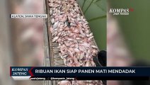 Ribuan Ikan Siap Panen Mati Mendadak di Waduk Rawa Jombor Klaten