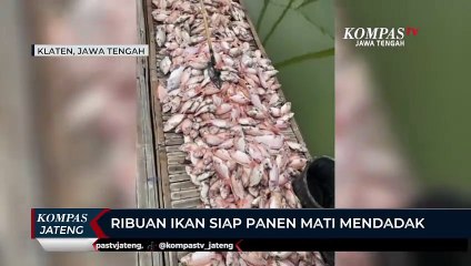 Ribuan Ikan Siap Panen Mati Mendadak di Waduk Rawa Jombor Klaten