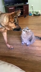 Cats are fearless..... Cats don’t back down from anything.