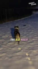 Australian Shepherd's First Snow Day Delight! || #heartsome #dog