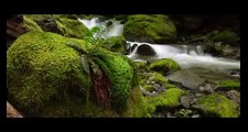 Coastal British Columbia | 4K Nature Film