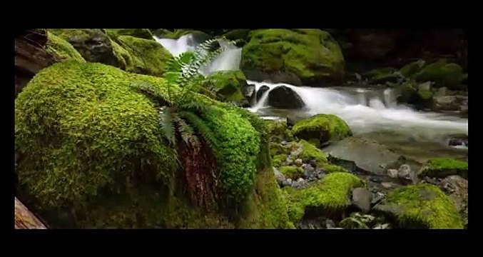 Coastal British Columbia | 4K Nature Film