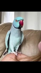 Funny Videos Trending On Dailymotion #moriha